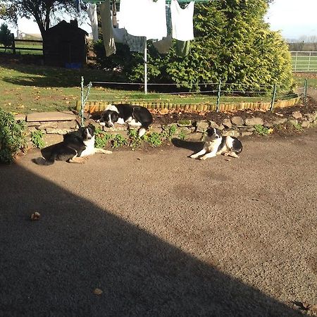 Bed and Breakfast Bradridge Farm Launceston Exterior foto