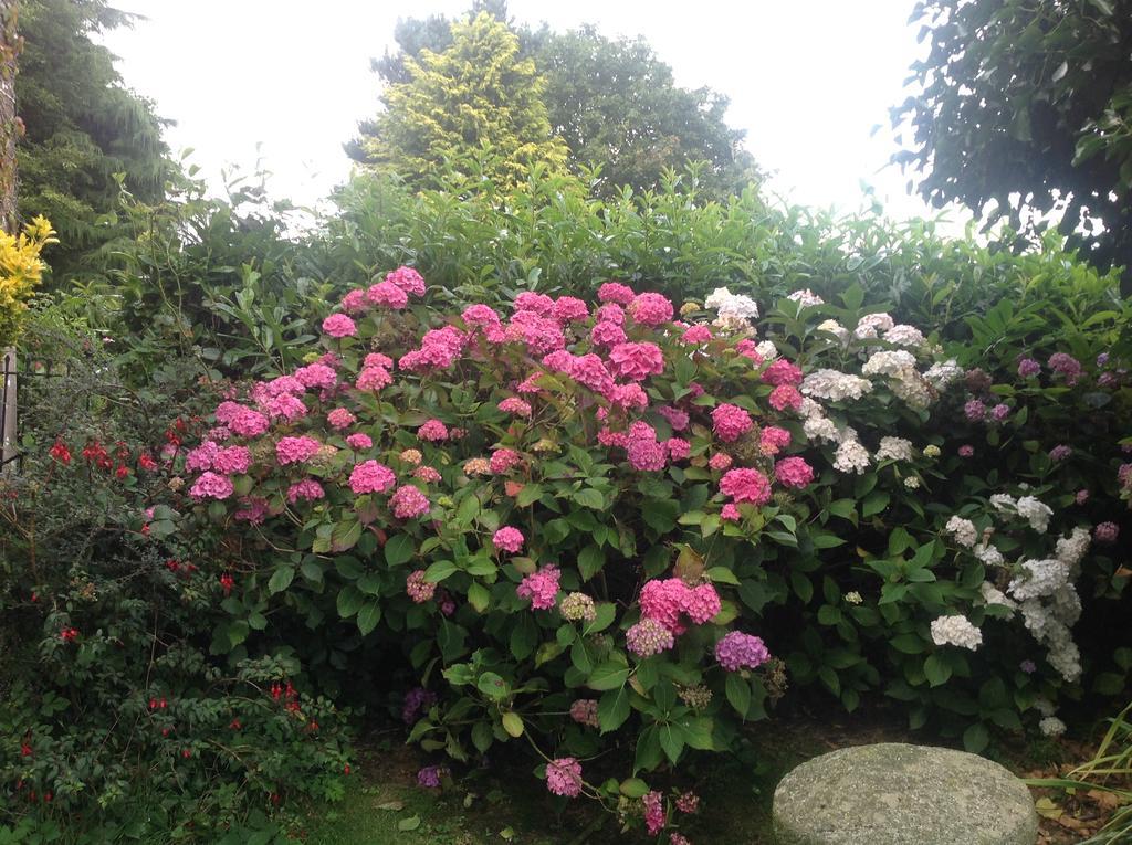Bed and Breakfast Bradridge Farm Launceston Exterior foto
