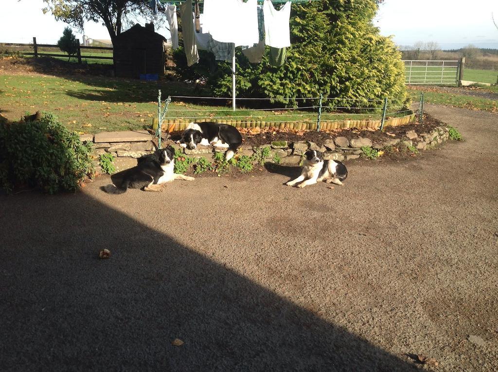Bed and Breakfast Bradridge Farm Launceston Exterior foto